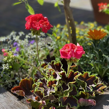 Parkhotel Margaretenhof 3* クロルト・ゴーリッシュ